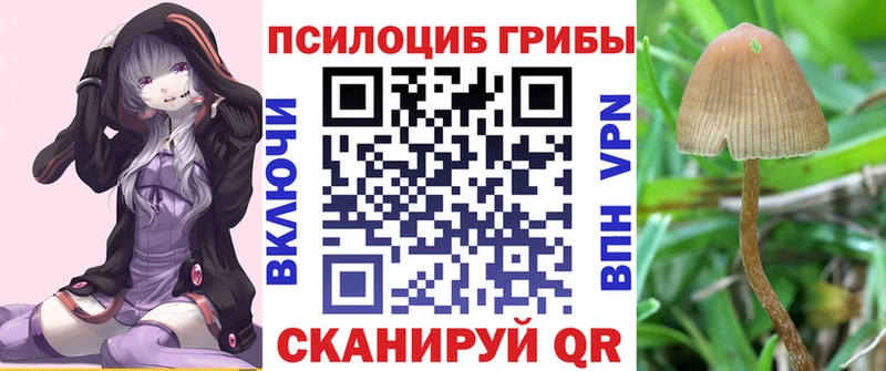 нарко площадка формула Абаза Галлюциногенные грибы Psilocybine cubensis наркота